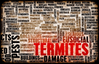 Termite and Pest Reports 
